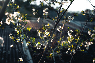 Flowers spring white in nature with warm sun evenings.