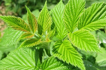 Green raspberry leaves in the garden, closeup