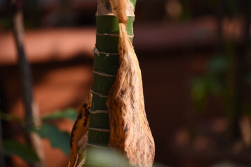 weird tree trunk