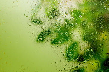 Background with raindrops and a plant. Window in drops of water.
