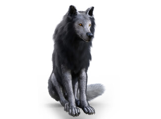 White/black wolf render with white background