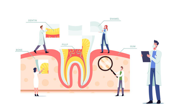 Teeth Anatomy and Structure Concept with Tiny Dentists Doctors Characters at Huge Tooth Infographics with Gum, Pulp