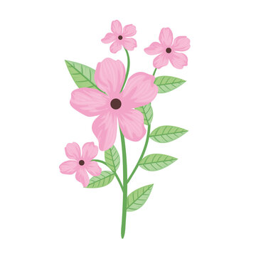 cute pink flowers and leafs spring icon vector illustration design