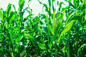Corn grown on farmer's farms is growing. There is a mild sunlight in the evening.