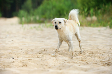 beautiful Labrador mix dog have fun on the beach 