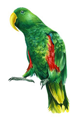 Green birds, parrot on an isolated white background, watercolor botanical painting