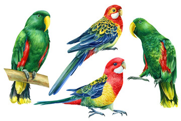Set with bright birds, parrots on an isolated white background, watercolor botanical painting