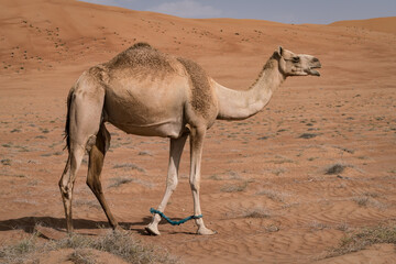 Camel under sand dune in the desert of Wahiba Sands, Oman. Majestic desert animals of Arabia.