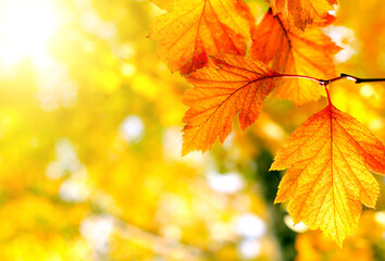 Naklejka na ściany i meble Autumnal Leaves Background