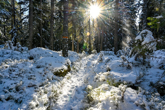 backlight through cold and snowy forest in Sweden
