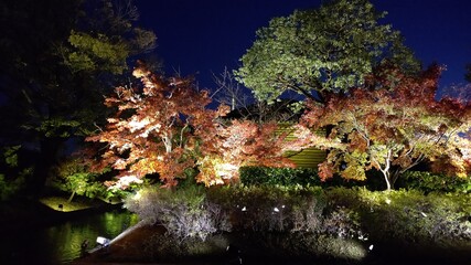 maple tree in the night Kyoto, Japan