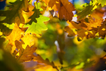 Fototapeta premium oak leaves