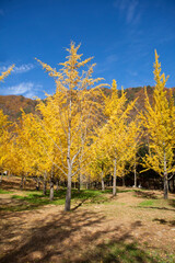 Naklejka premium 홍천 은행나무 숲