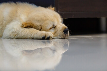 Golden retriever puppy sleeping on floor.