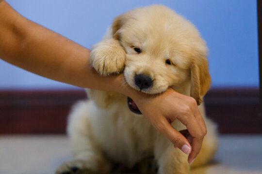 Golden retriever puppy playing and bite owner hand.