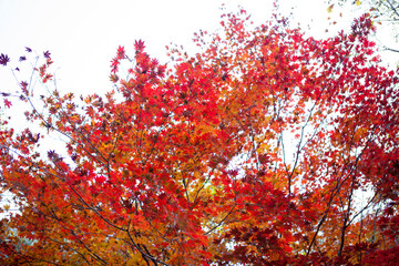 홍천 은행나무 숲