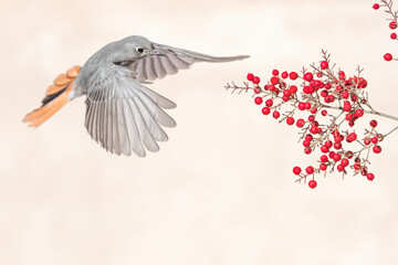 An incredible flycatcher, the Black redstart in flight on red berries (Phoenicurus ochruros)