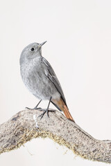 Wonderful portrait of common Redstart female (Phoenicurus phoenicurus)