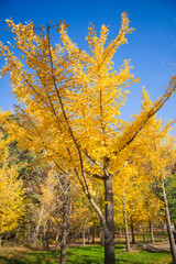 홍천 은행나무 숲