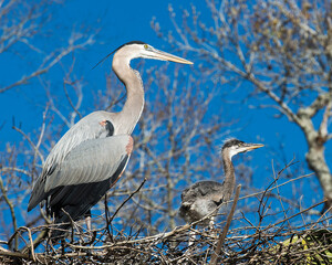 Blue Heron Stock Photos. Blue Heron birds. Baby bird and adult bird on the nest.  Blue sky background. Blue Heron babies. Image. Picture. Portrait.