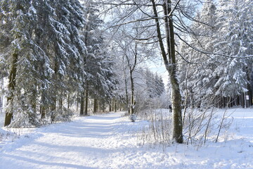 snow covered trees