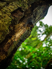 tela araña
