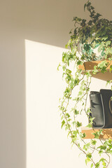 Beautiful aesthetic image of variegata indoor ivy. Indoor plants concept.