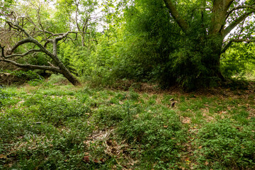 El Bosque, Parque Pereyra, Florencio Varela, Buenos Aires, Argentina 