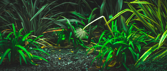 Exotic plants concept. Tropical jungle nature. Decorative grass. Jungle environment. Green vintage moody jungle image.