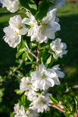 Obraz na płótnie Canvas Spring apple tree flowers in the garden