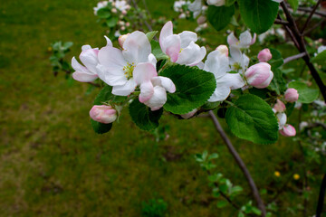 Spring apple tree flowers in the garden