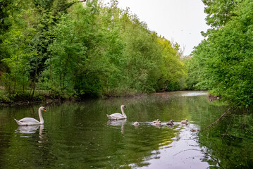 Fototapeta na wymiar Famille de cygnes sur une rivière