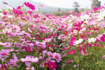 beautiful colorful cosmos in field. nature background.