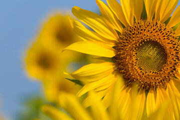 Naklejka premium Sunflower blooming. Sunflower with blue sky. natural background.