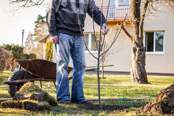 Old gardener planting fruit tree at backyard. Gardening in springtime