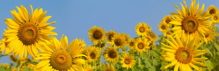 Naklejka premium Beautiful landscape sunflower blooming. Sunflower with blue sky. natural background.