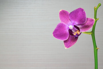 Purple phalaenopsis orchid flower on a white background. Close-up. On the right are purple phalaenopsis flowers.