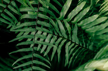 Naklejka na ściany i meble closeup nature view of green leaf and palms background. Flat lay, tropical leaf