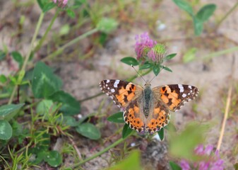 Top view of orange Yellow-legged tortoiseshell (Nymphalis xanthomelas) butterfly feeding on Clover flower. Visible antennae and wings fully spread. Pollination. Macro, closeup, blurred background.