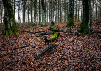 A beautiful beech forest with red leaves on the ground. Picture from Lund, southern Sweden