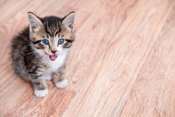 Portrait cat meows on wooden floor Kitten waiting for food. Little striped cat siting on wooden floor, licking and looking up at camera. Copyspace.