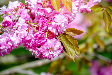 Japanese cherry blossoms on a green natural background
