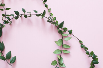 long lipstick plant on pink background