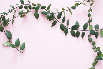 long lipstick plant on pink background
