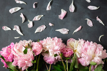 Peonies Flat lay. Beautiful peony flowers for any holiday.