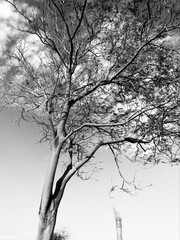 The Black and White Tree