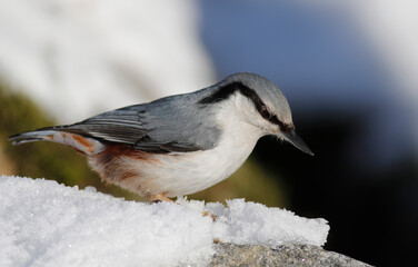 Eurasian nuthatch