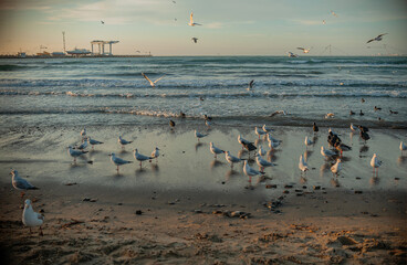 seascape during the golden hour