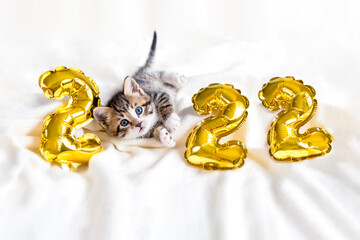 Christmas cat 2022. Kitty with gold foil balloons number 2022 new year. Striped kitten on Christmas festive white background.