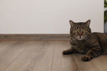 A dark gray cat lies on the floor, looking at the camera. Against the background of a white wall with a place for text. An important cat lies on the floor of the house and looks at the camera.